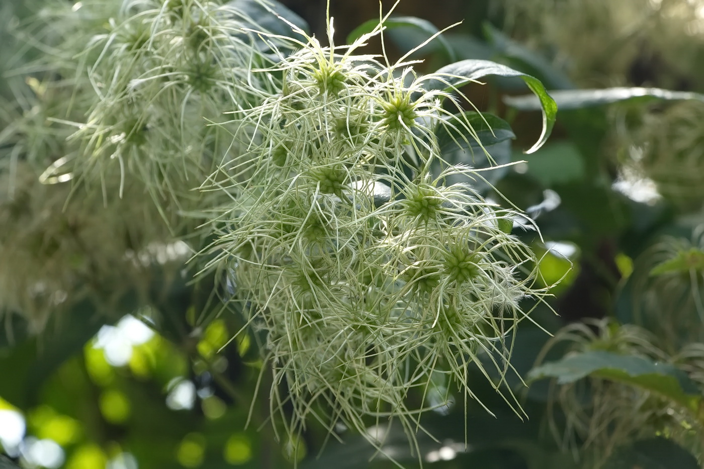 Image of Clematis vitalba specimen.