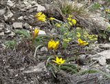 Tulipa uniflora. Цветущие растения, рядом Alyssum obovatum. Иркутская обл., Черемховский р-н, окр. с. Узкий Луг, высокий скалистый берег р. Белая. 22.04.2018.