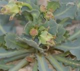 Launaea angustifolia