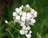 Hesperis sibirica