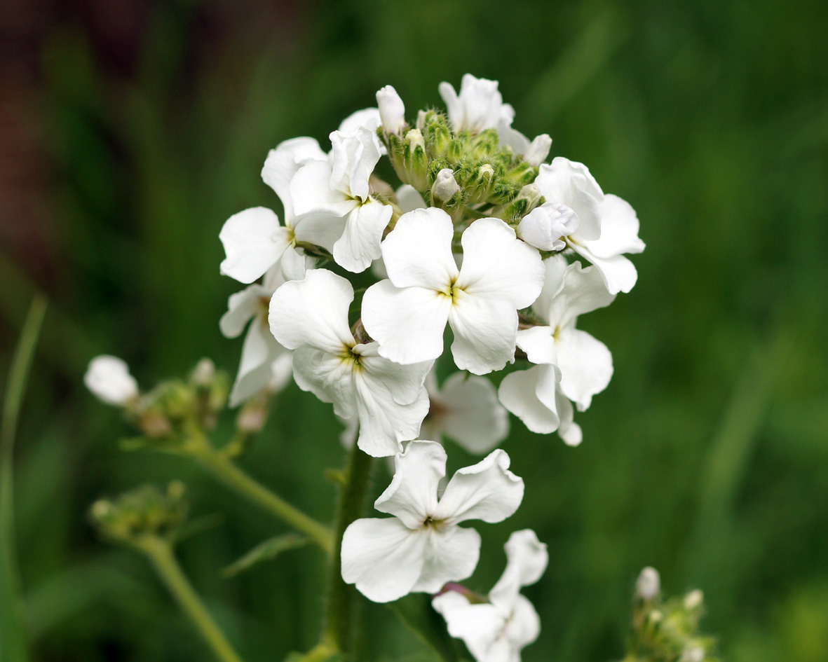 Image of Hesperis sibirica specimen.