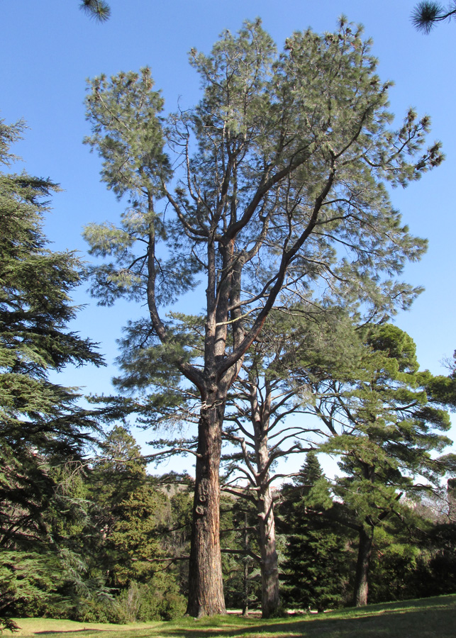 Изображение особи Pinus sabiniana.