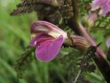 Pedicularis palustris