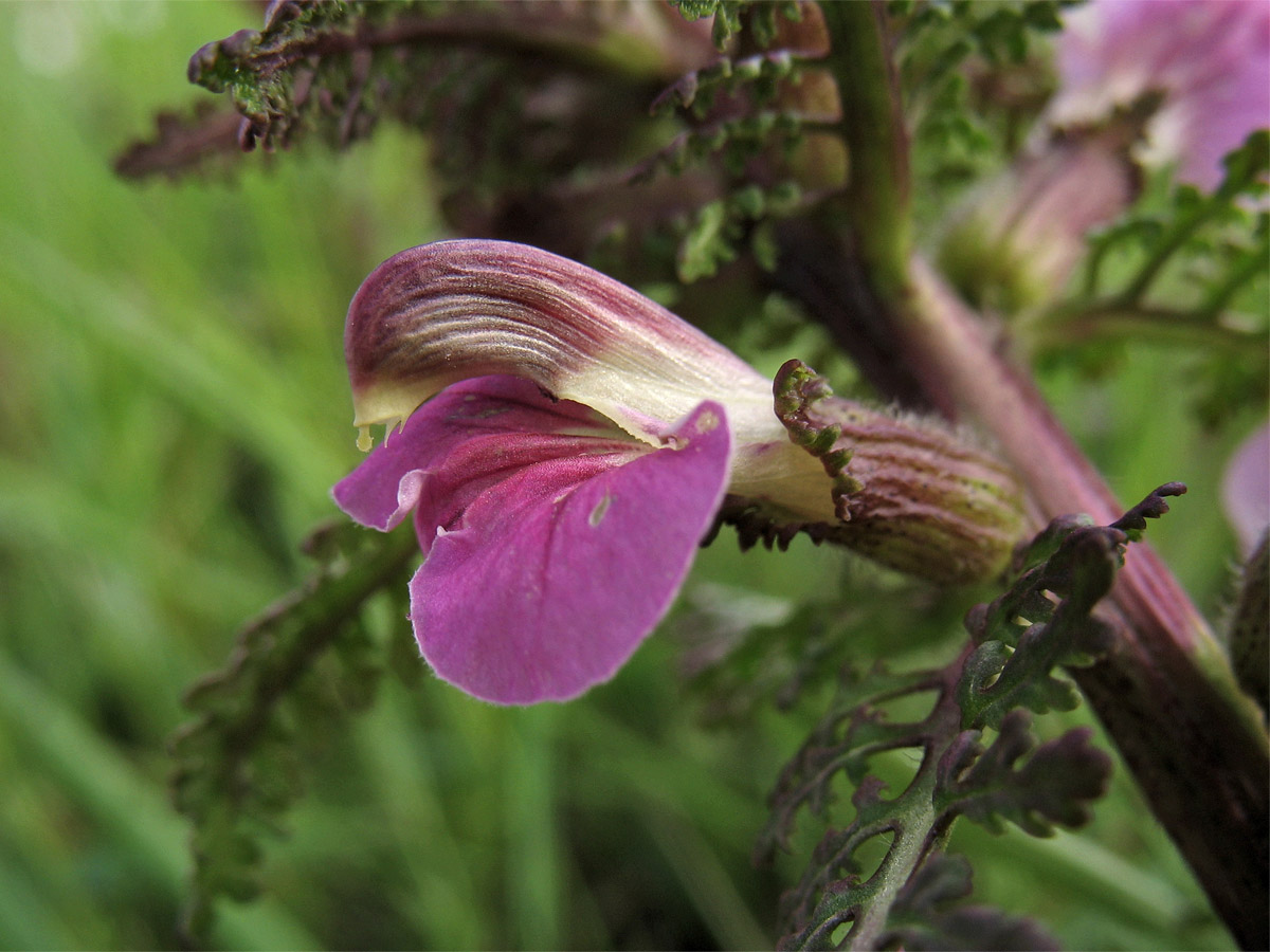 Изображение особи Pedicularis palustris.