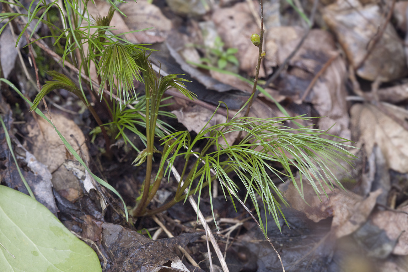 Изображение особи Peucedanum longifolium.