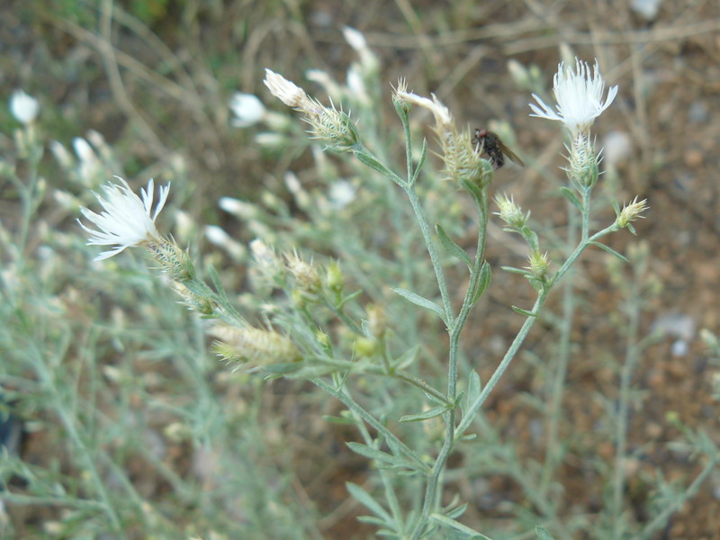 Image of Centaurea diffusa specimen.