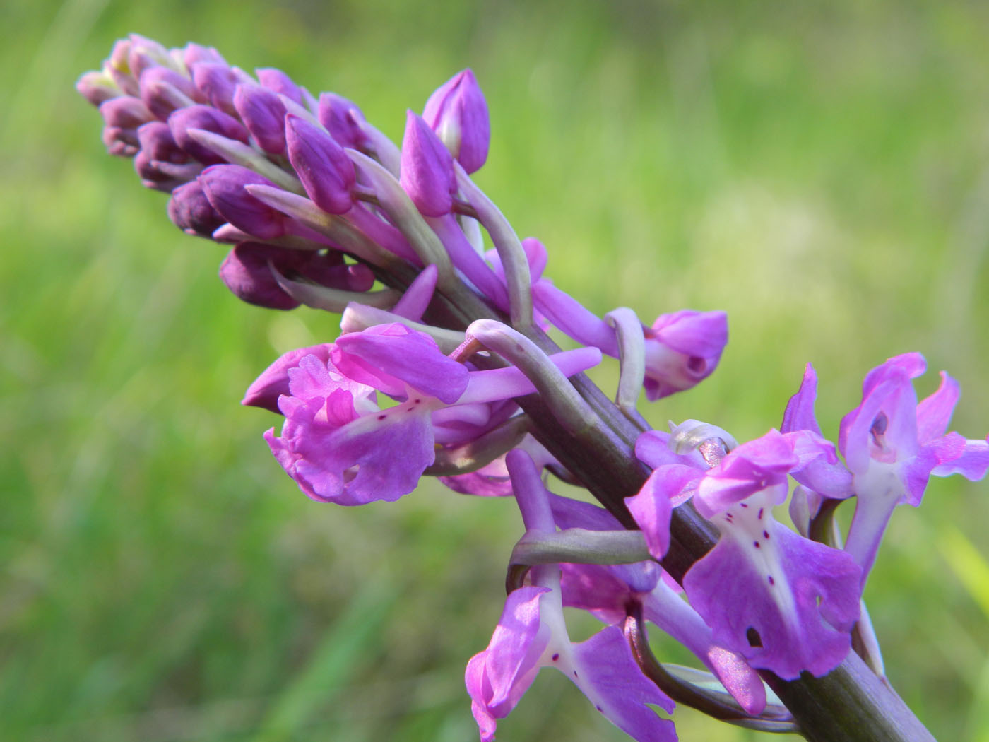 Изображение особи Orchis mascula.