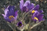 Pulsatilla patens. Цветки и прицветные листья в закатном освещении. Костромская обл., Судиславский р-н, дер. Антипино, в культуре (происхождение - Костромская обл.). 24.04.2019.