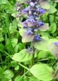 Ajuga reptans. Часть соцветия. Москва, Останкинский р-н, на газоне, сорное. 06.05.2019.