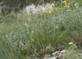Scorzonera turkeviczii