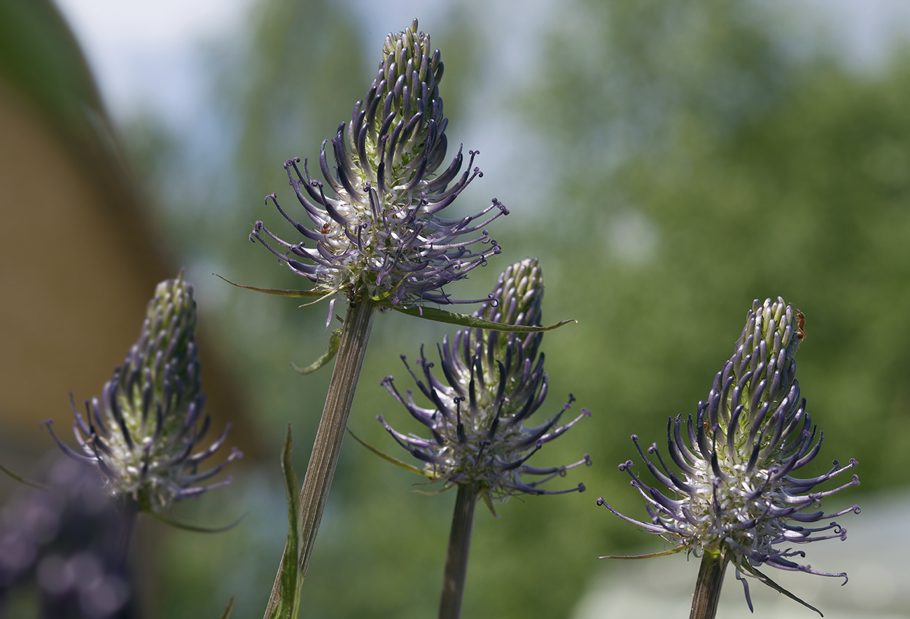 Изображение особи Phyteuma vagneri.