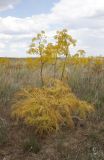 Ferula songarica. Цветущее растение с отмирающими листьями. Казахстан, Карагандинская обл., Улытауский р-н, бассейн р. Кумола, верховья урочища Аманжолсай в окрестностях колодца Аккудук, житняково-лебедовое сообщество на месте пожара 2017 года. 02.06.2019.