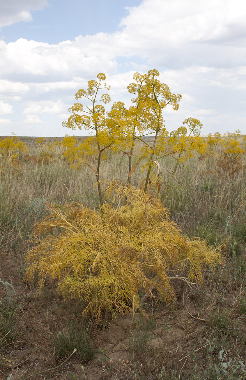 Изображение особи Ferula songarica.