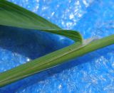 Phleum pratense