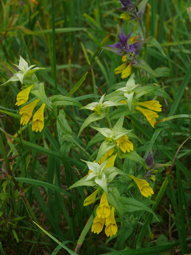 Image of Melampyrum nemorosum specimen.