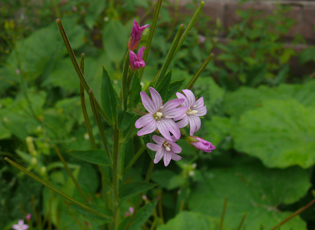 Изображение особи Epilobium adenocaulon.