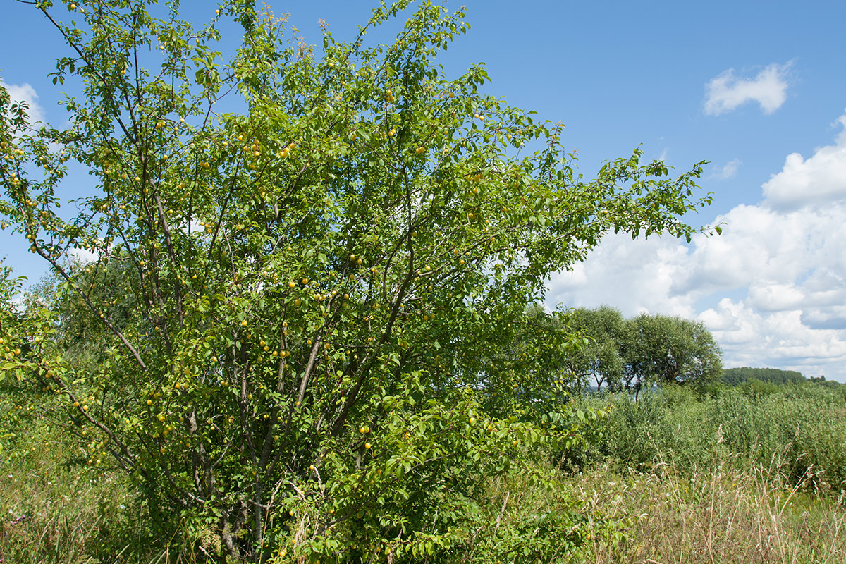 Image of Prunus cerasifera specimen.