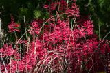 Erythrina herbacea