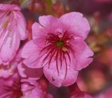 Prunus campanulata