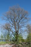 Quercus robur. Взрослое дерево с распускающейся листвой. Ленинградская обл., Кингисеппский р-н, окр. дер. Урмизно, мыс Дубовский, близ брошенного поста технического наблюдения 6-й погранзаставы, опушка луговины у дороги среди смешанного леса. 18.05.2019.