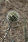 Echinops nanus