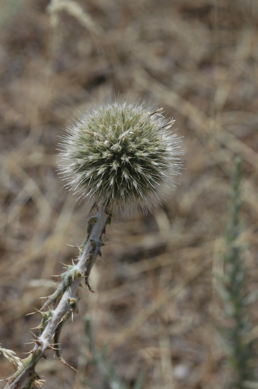 Изображение особи Echinops nanus.