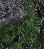 Geranium robertianum. Цветущее и плодоносящее растение. Турция, ил Артвин, окр. деревни Баглик, небольшой лесок недалеко от ручья. 24.04.2019.