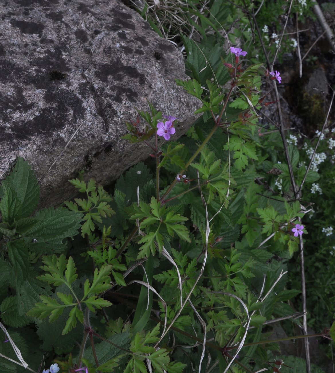 Изображение особи Geranium robertianum.