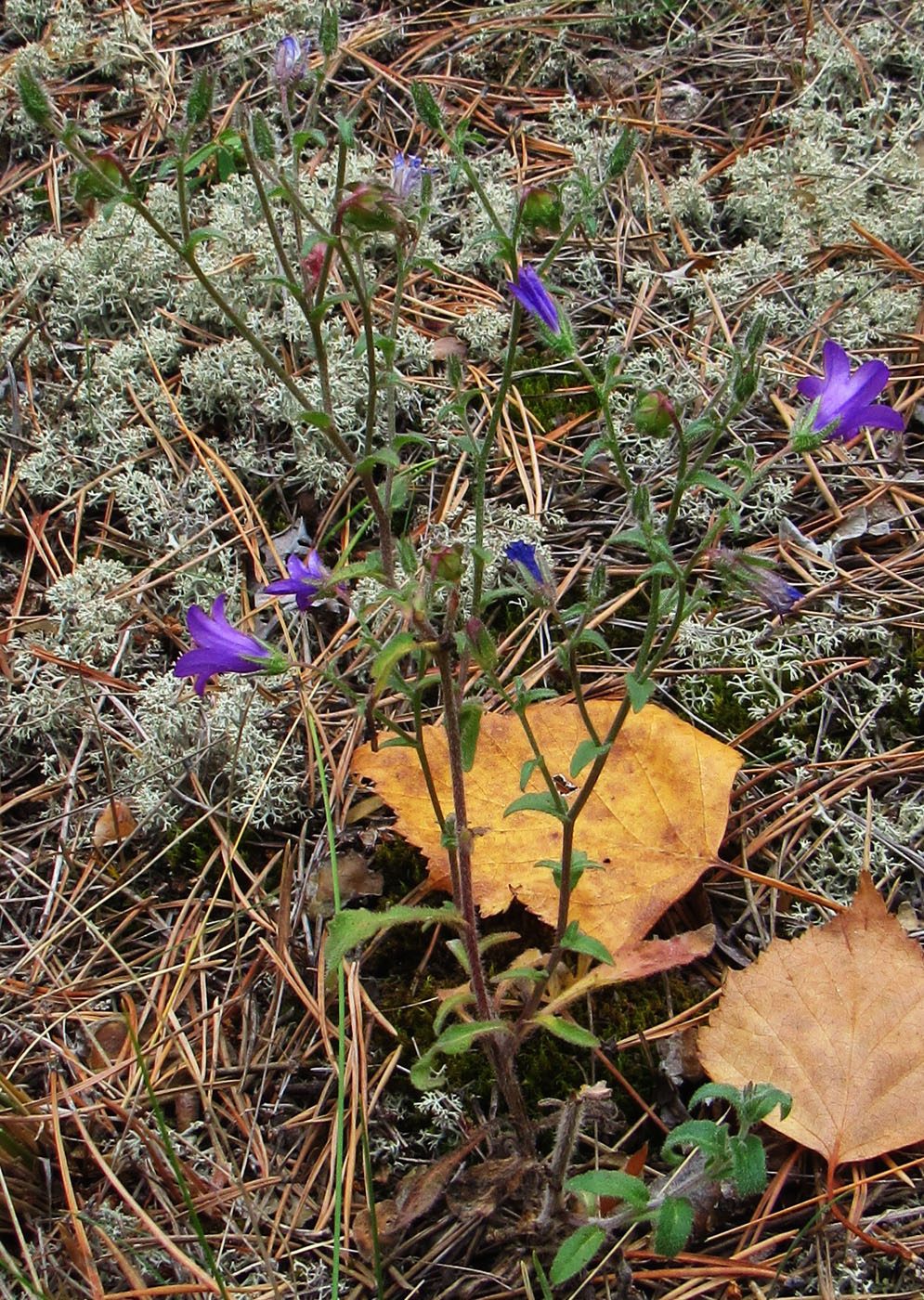 Image of Campanula sibirica specimen.