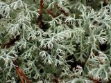 Cladonia rangiferina