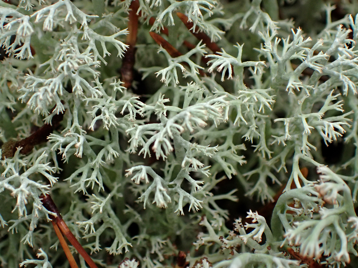 Изображение особи Cladonia rangiferina.