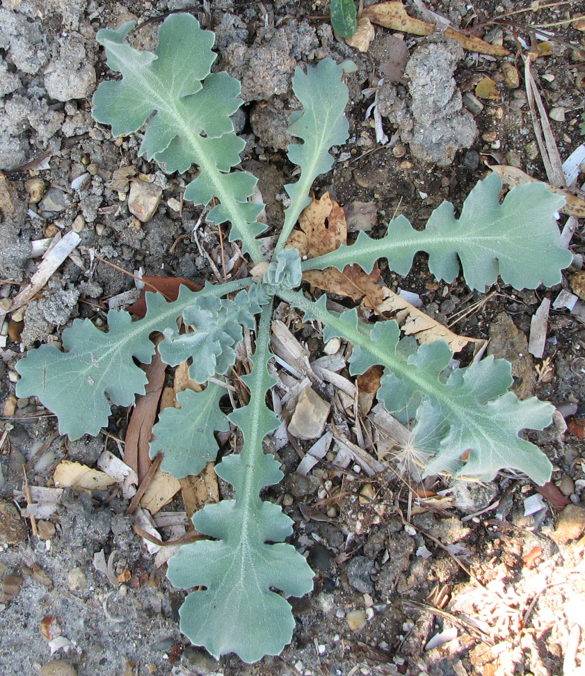 Image of Glaucium flavum specimen.