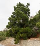 Pinus brutia