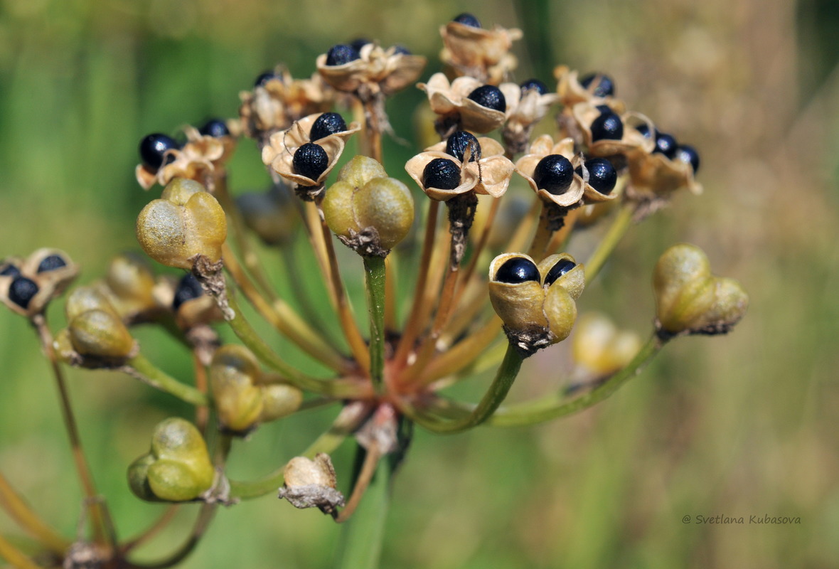 Image of Allium microdictyon specimen.