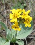 Ligularia alpigena. Соцветие. Кыргызстан, Чуйская обл., Панфиловский р-н, Суусамырская долина. 24.05.2019.