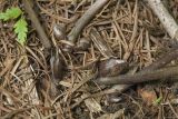 Asarum heterotropoides. Основания побегов с почками возобновления. Сахалинская обл., Томаринский р-н, окр. г. Томари, долина правого притока р. Томаринка в нижнем течении, смешанный лес. 03.08.2017.