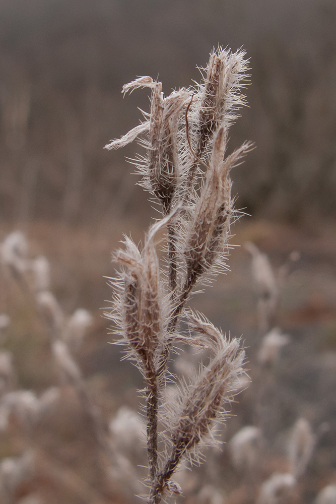 Image of Onosma montana specimen.