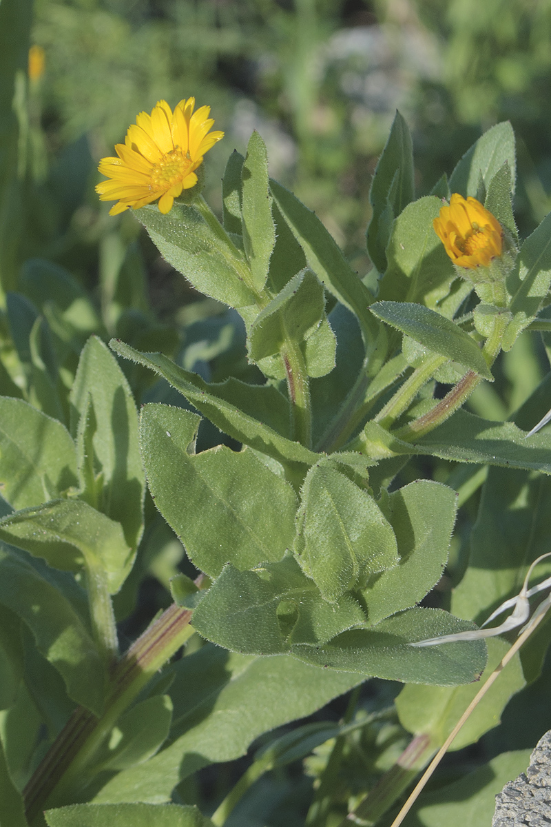 Изображение особи Calendula arvensis.