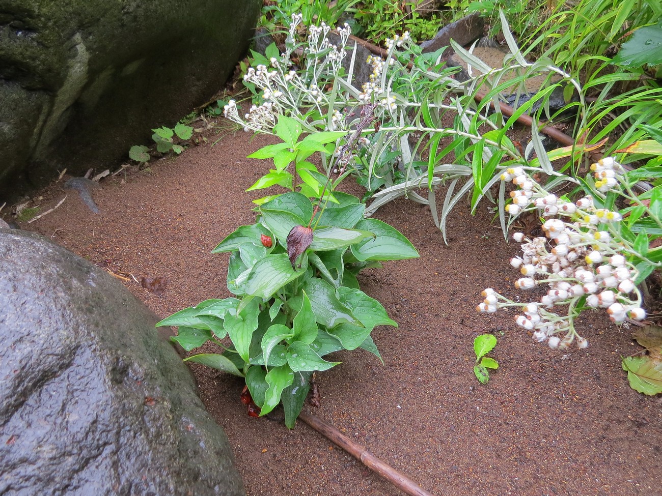 Изображение особи Mertensia pterocarpa.