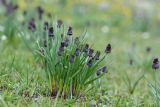 Allium atrosanguineum