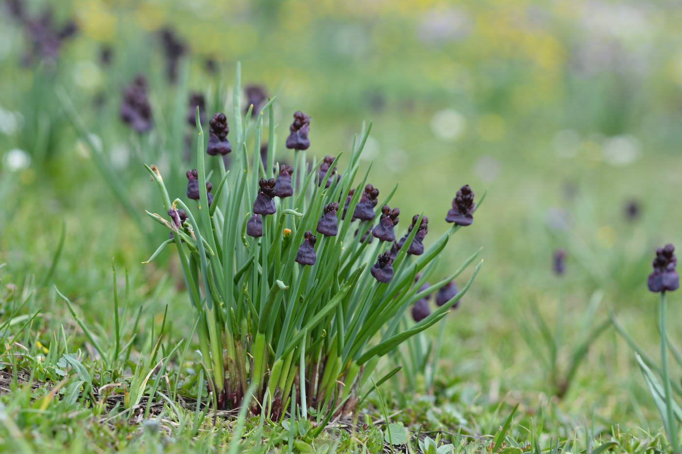 Изображение особи Allium atrosanguineum.