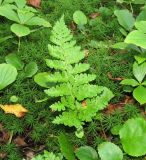 семейство Polypodiaceae