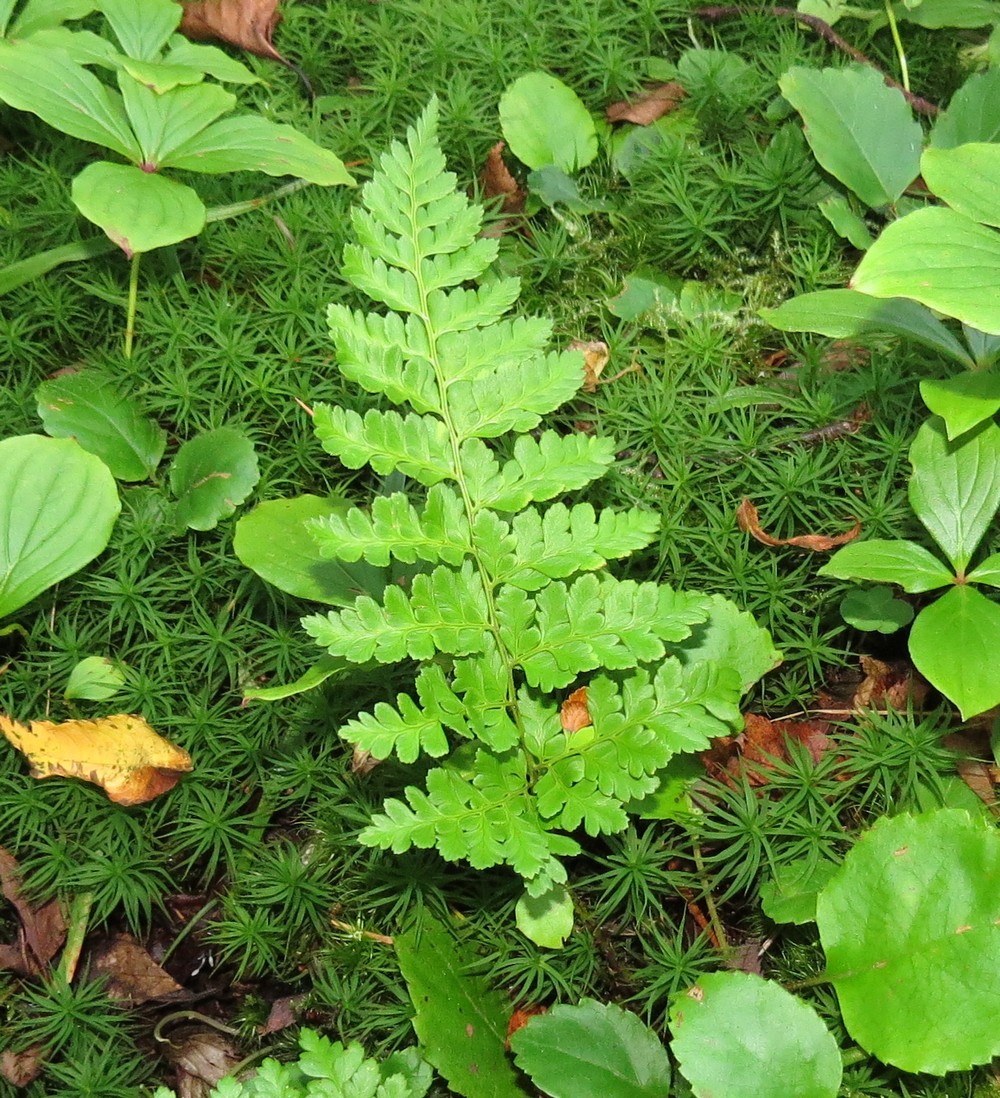 Изображение особи семейство Polypodiaceae.