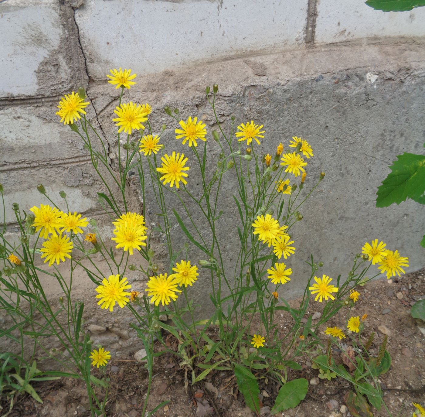 Image of Crepis tectorum specimen.