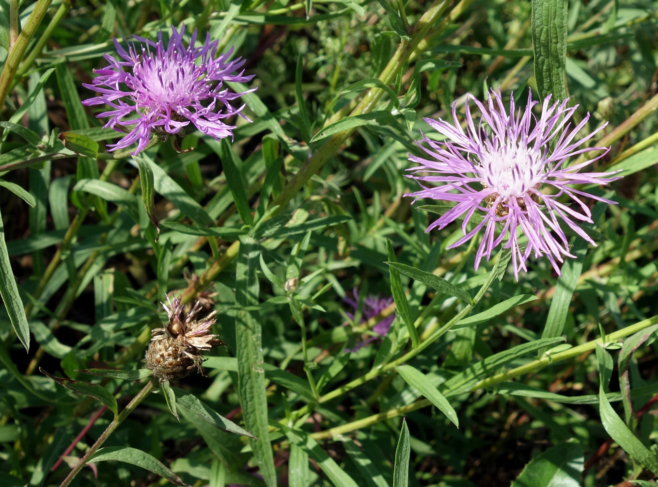 Изображение особи Centaurea jacea.