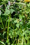 Lamium purpureum