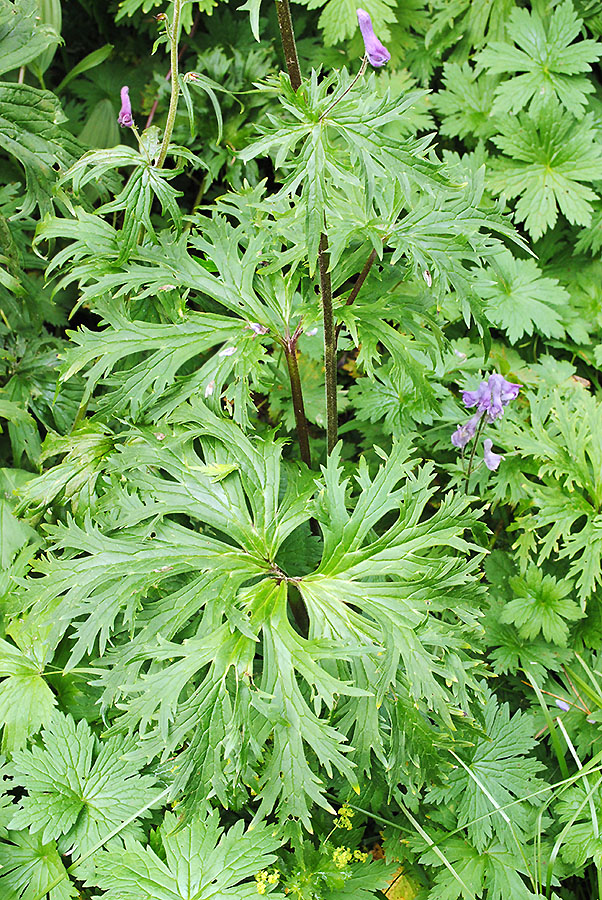 Изображение особи Aconitum leucostomum.