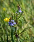 Veronica beccabunga