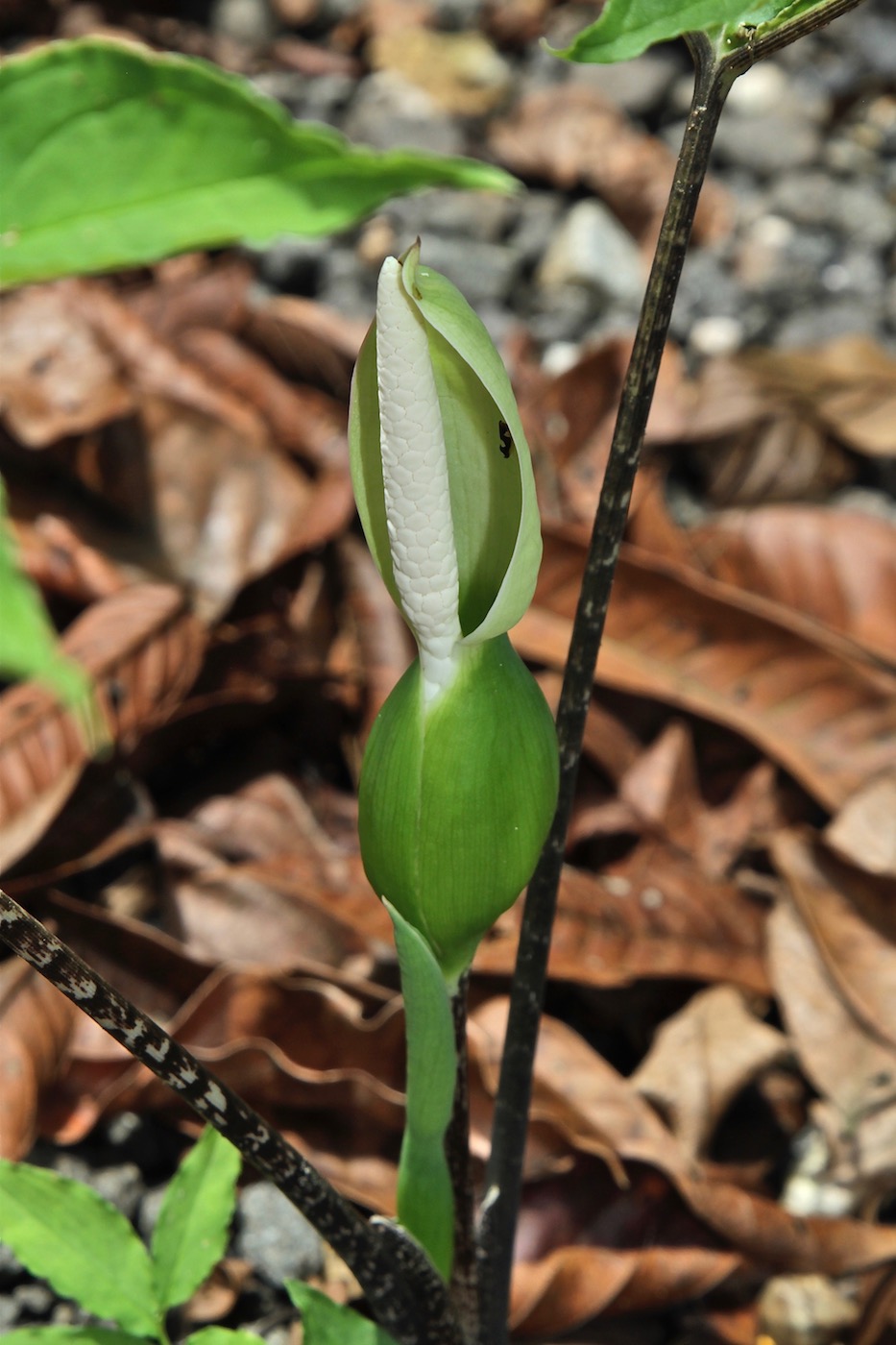 Image of Xanthosoma helleborifolium specimen.