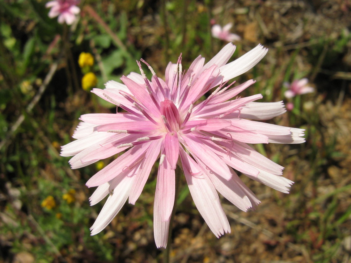 Image of Crepis rubra specimen.